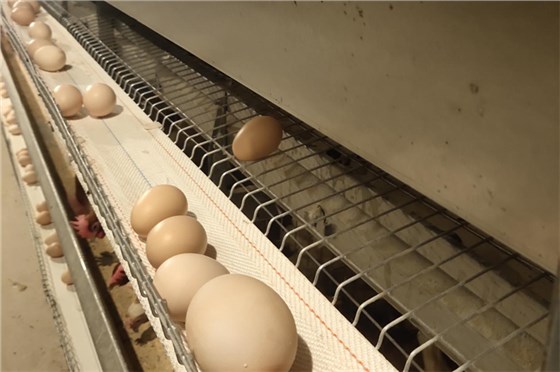 打孔撿蛋帶0219-5