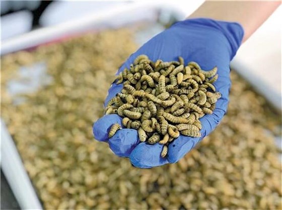 黑水虻輸送帶1204-2