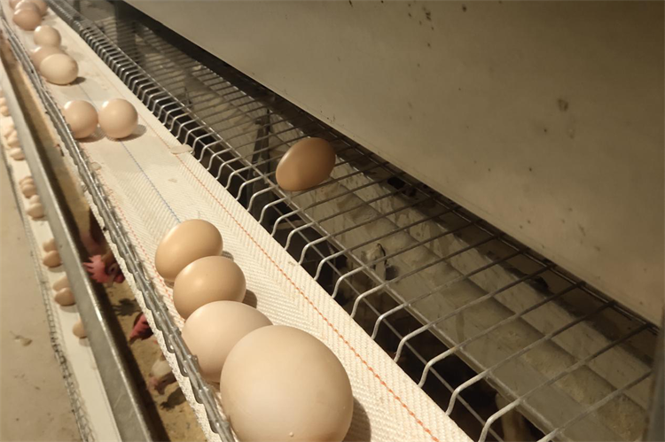 打孔撿蛋帶0219-5