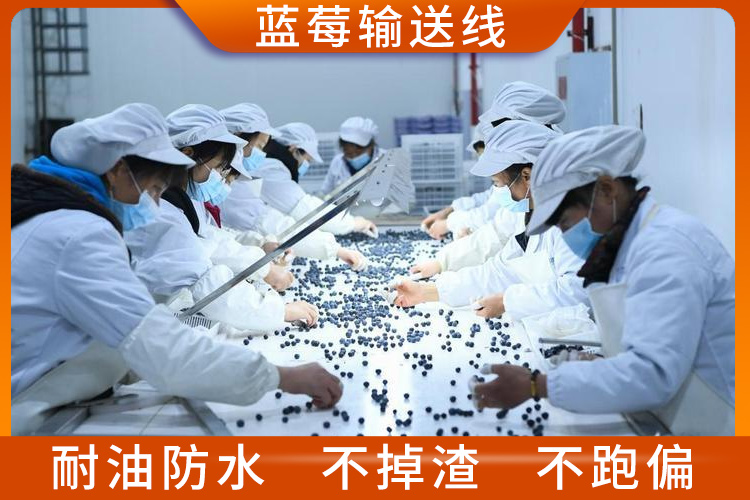藍(lán)莓輸送線 藍(lán)莓輸送線