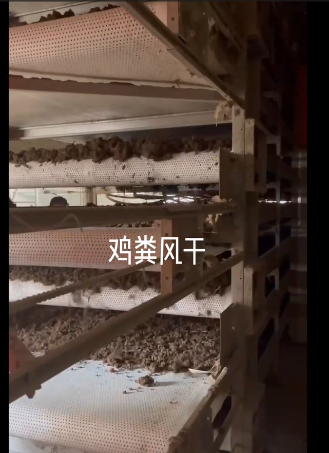 雞糞烘干生產線輸送帶